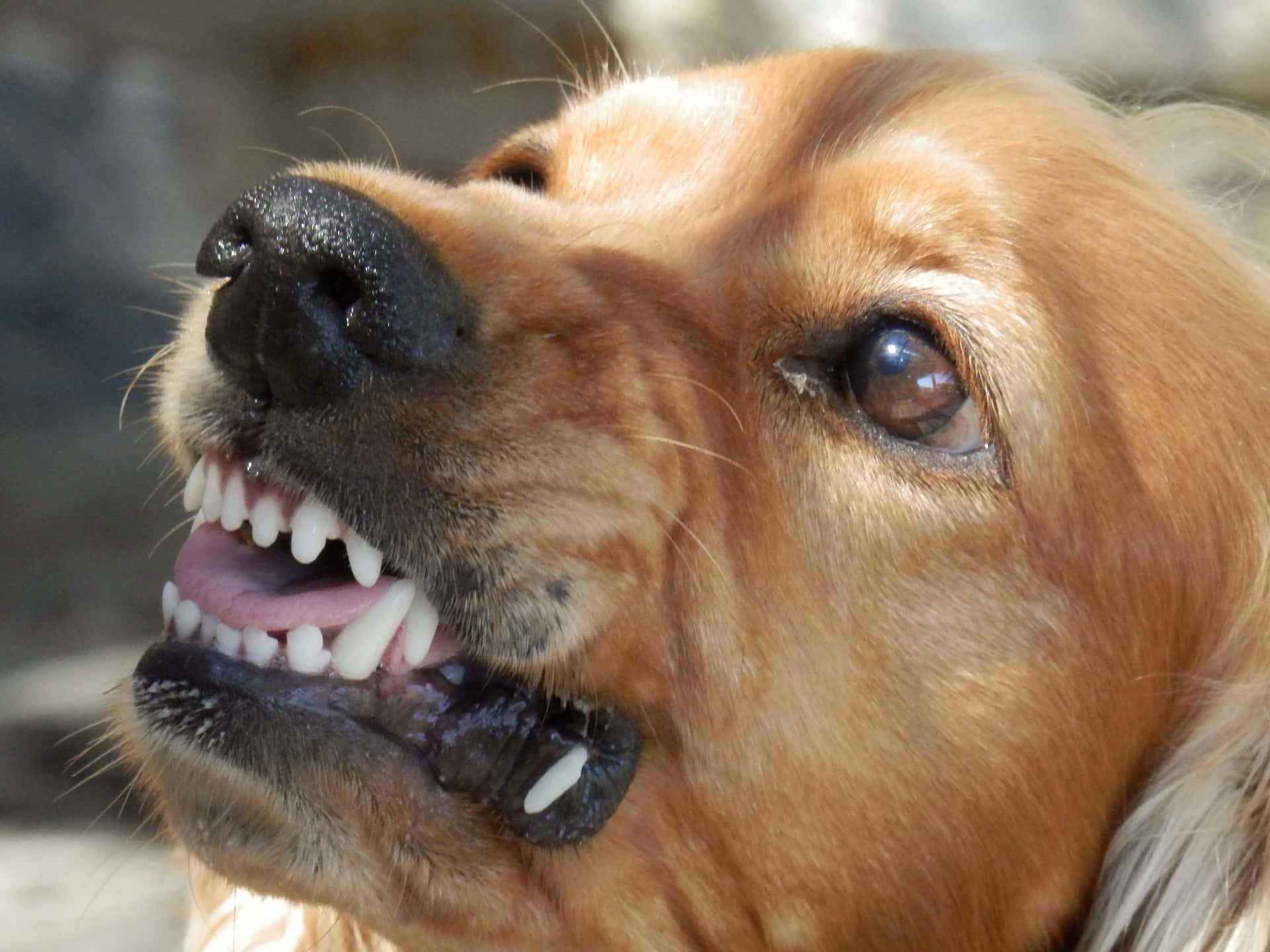 Florida Dog Bite Lawsuit