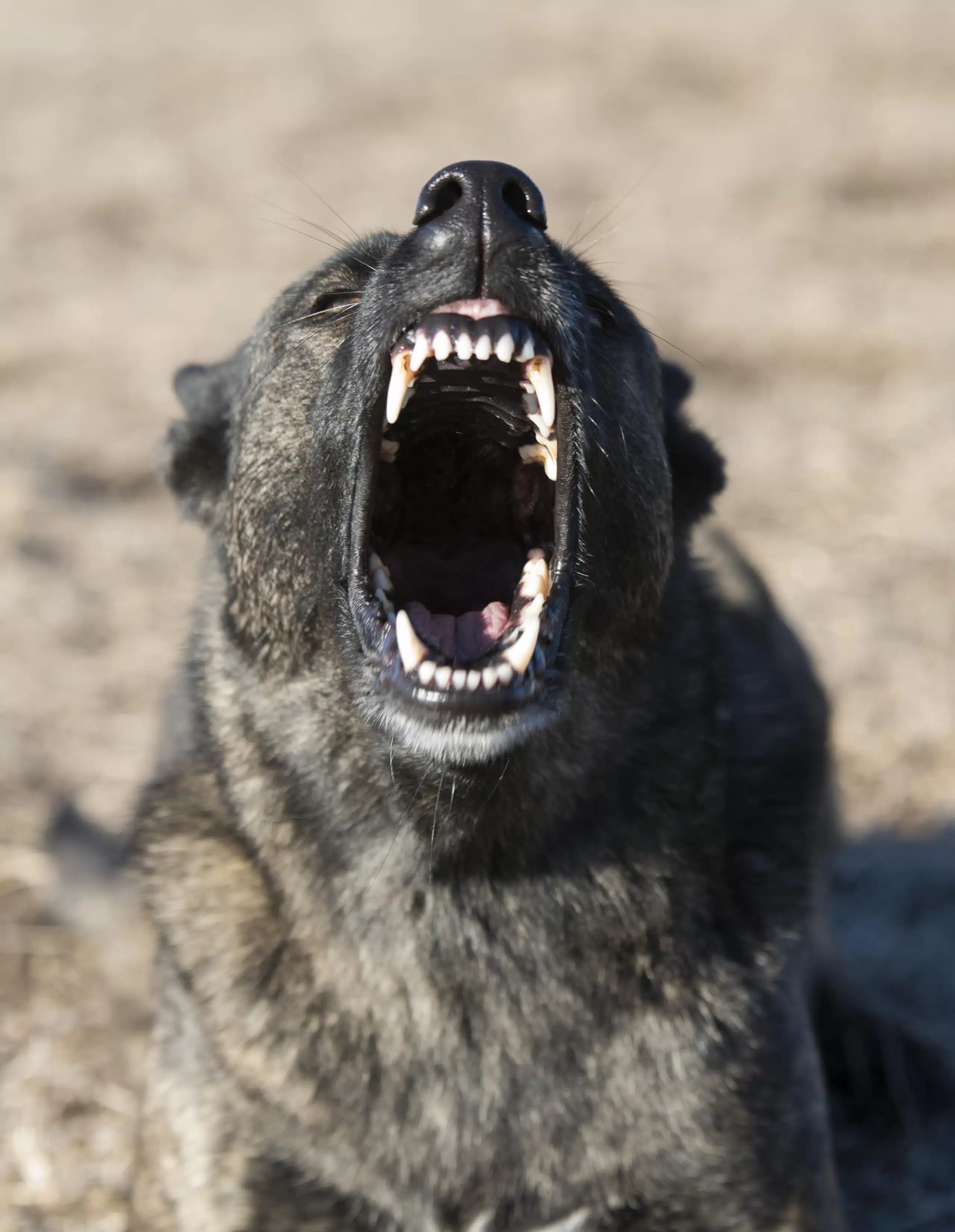 aggressive holland shepherd