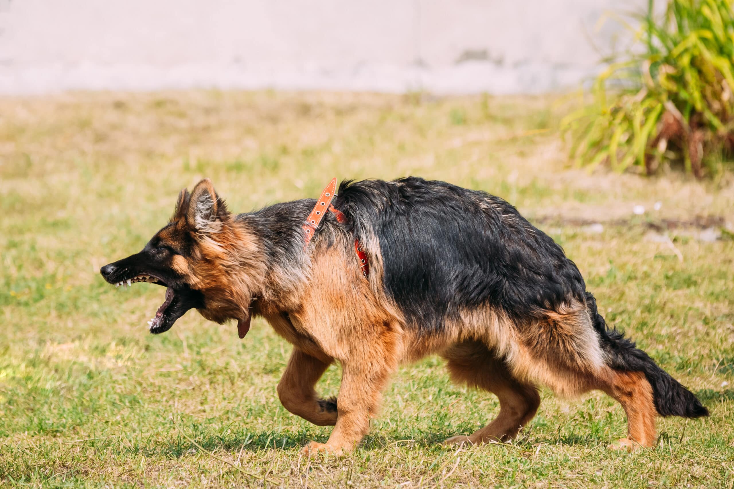 Anger Aggressive Long-Haired German Shepherd Adult Dog, Alsatian